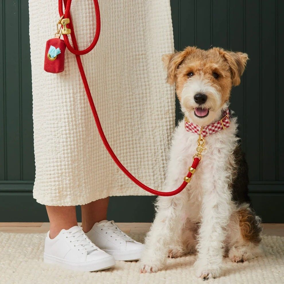 Dog walking with a comfortable lead