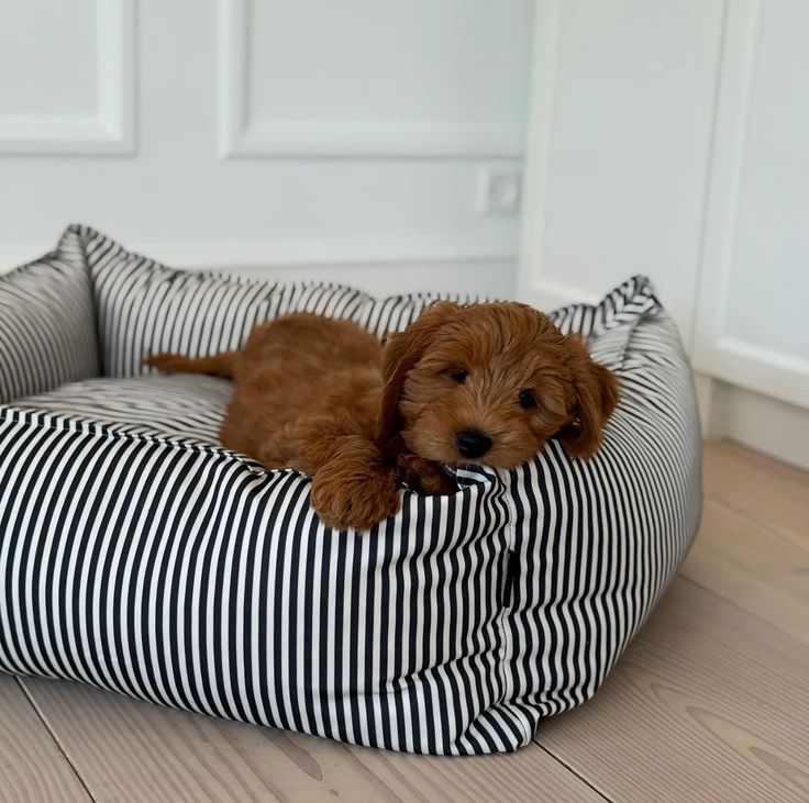 Comfortable sleeping space for pets
